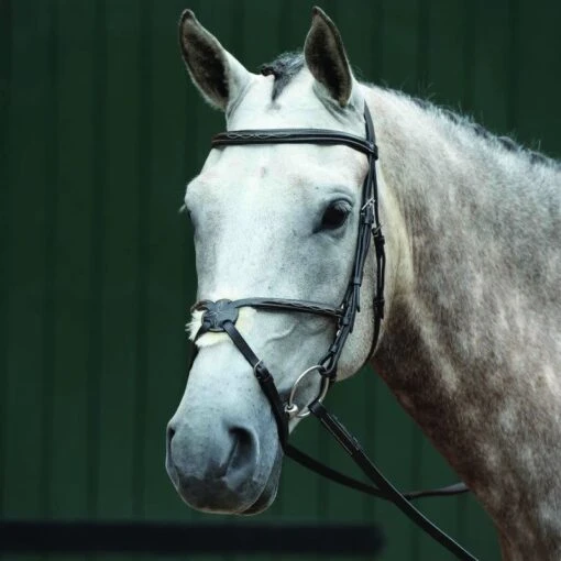 Collegiate Essential Padded Raised Fancy Stitched Figure 8 Bridle - Brown -Kensington Sales Shop 540472 800 800